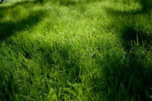 Greensboro lawn care services