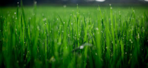 green_grass